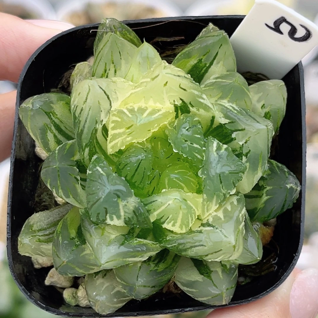 50龙鳞玉露锦福利专场