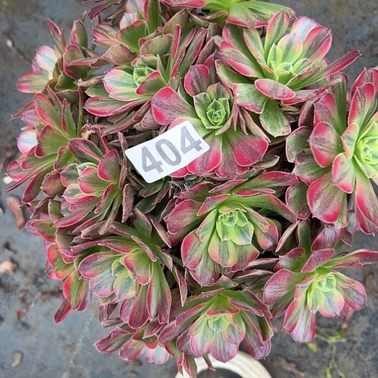 画***ᵉ多肉植物一种红玫瑰404