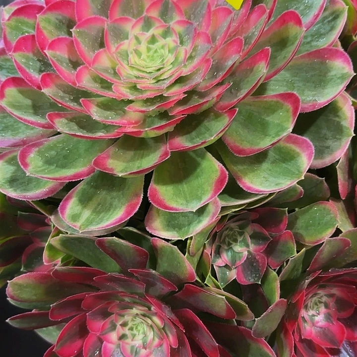 哈哈多肉葡萄孔雀翎211