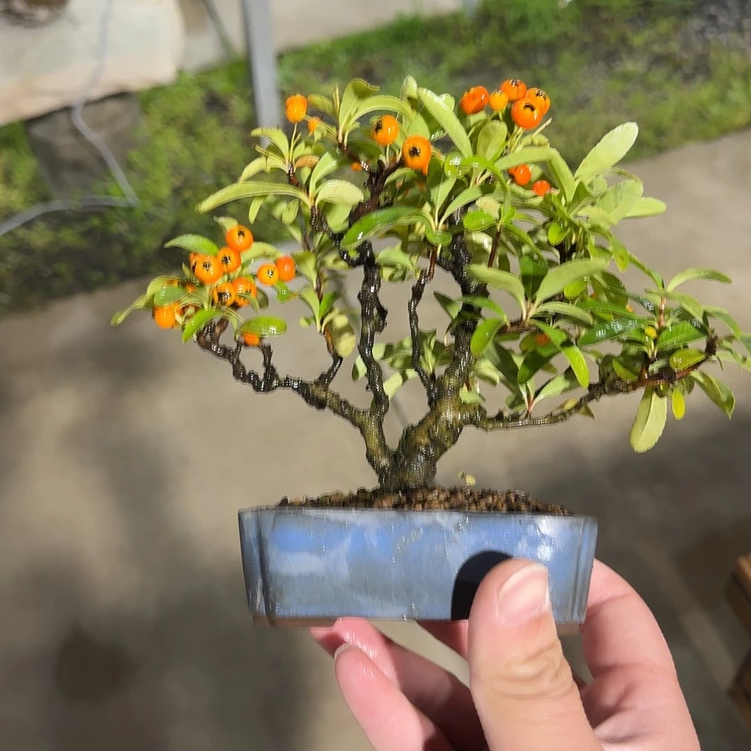 无花朵小米盆景黄果橘凝