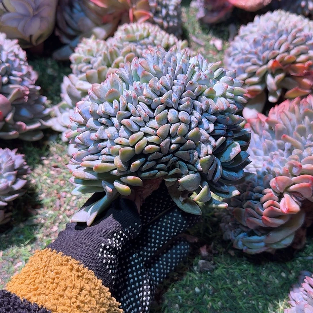 星影缀化跟部平切