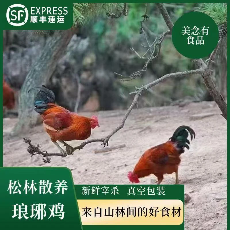 琅琊鸡 松林鸡 山地溜达鸡 散养跑山鸡 母鸡 生态鸡