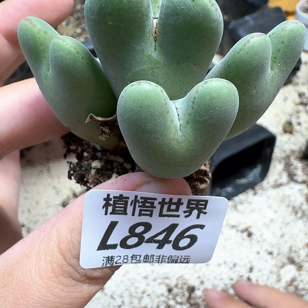 多肉植物的润泽地cc