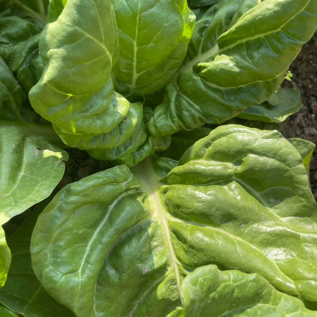 荆州乡下甜菜农家自种顿腊肉的甜菜杆