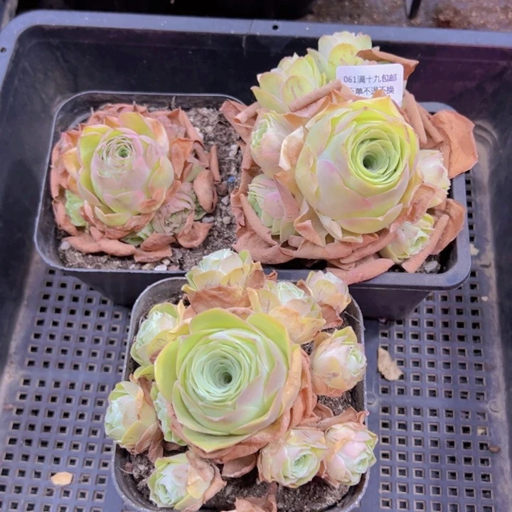 061 裸根不带土发货