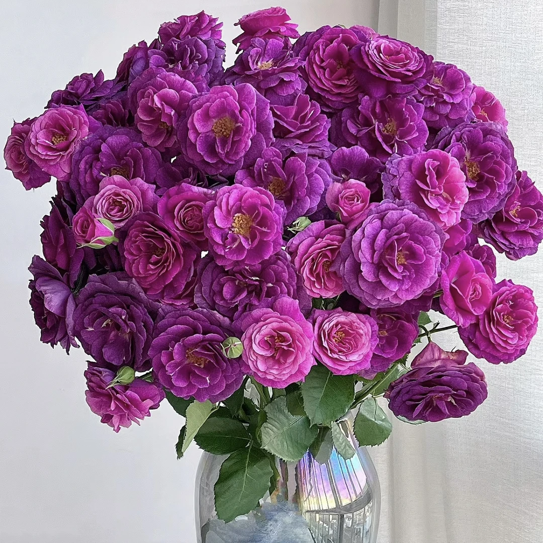 两单包邮！（带包装醒花）凝夜幽兰10支（20%不售后）