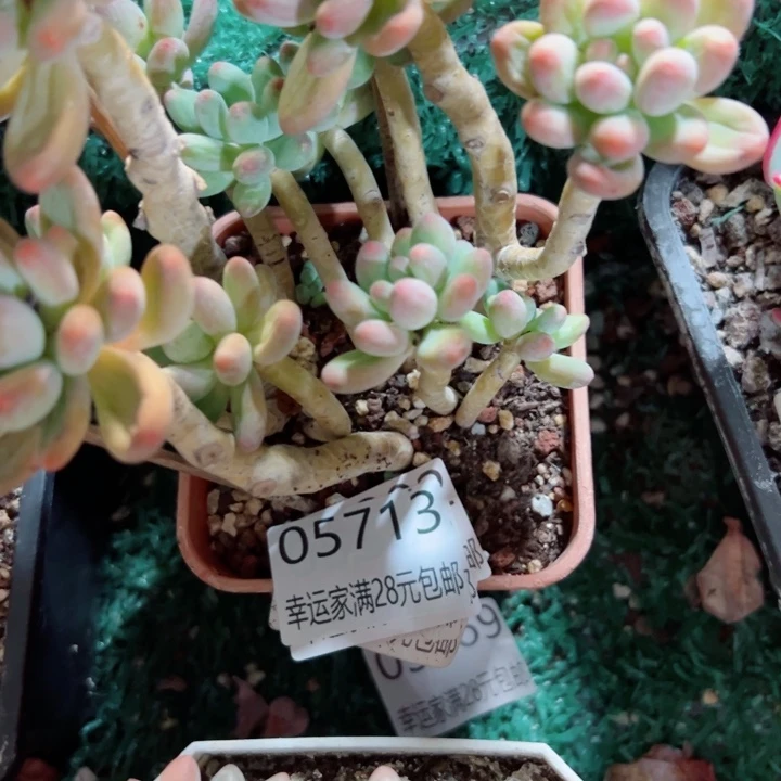 幸运的是你还没遇到