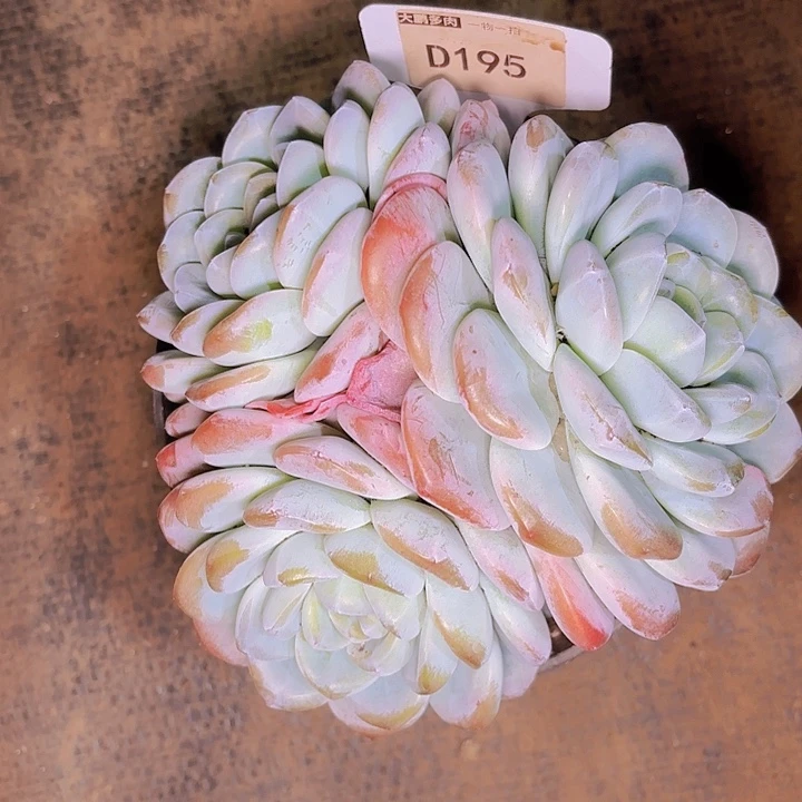 飘****1冰玉一物一拍D195