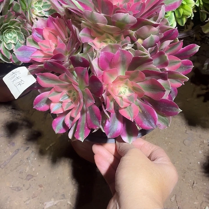 粉女巫一棵脱土9.9