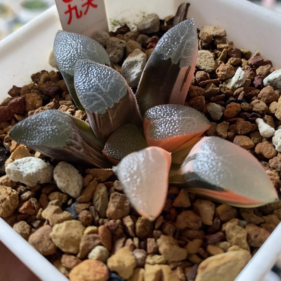 87号网纹克锦多肉