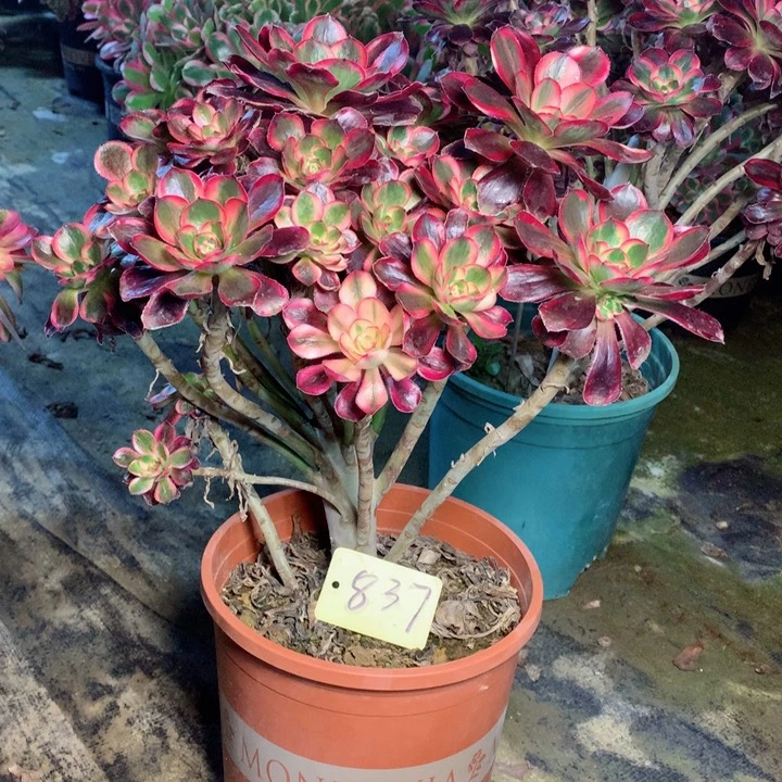 837丽娜多肉一物一拍～