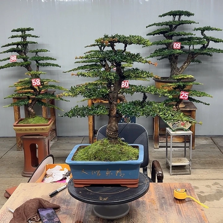 无花朵红芽珍珠罗汉松