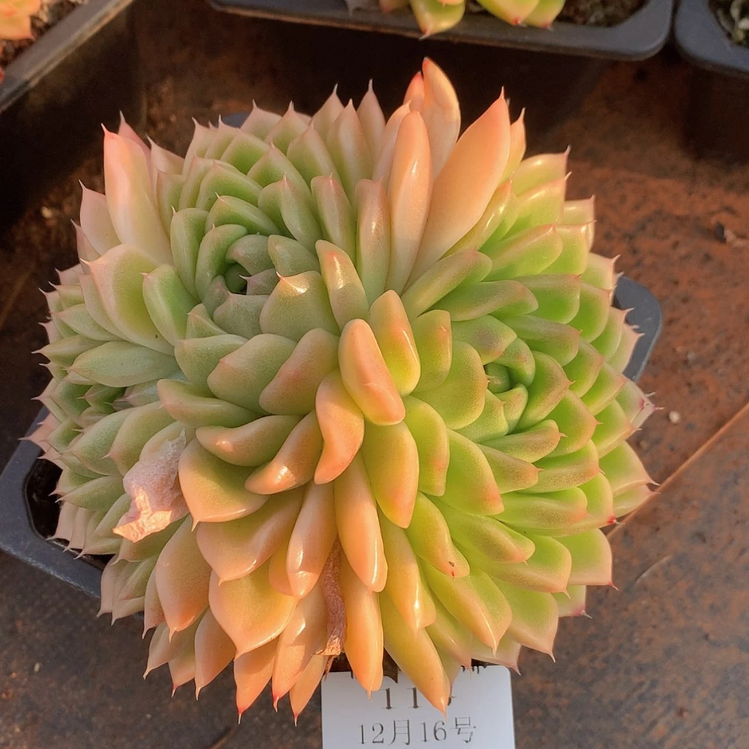 【闪购商品】云115号麦秆15厘米