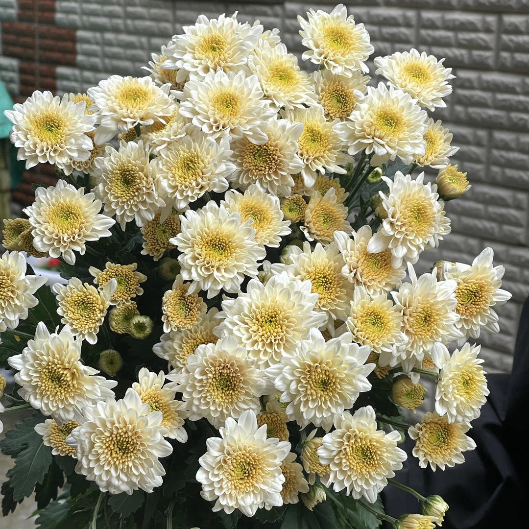 九月阳光（大扎大花）全店1-5扎1个运费