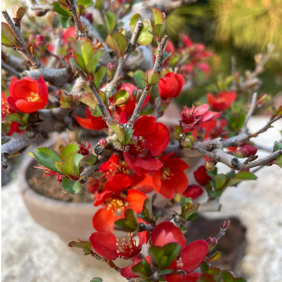 长寿梅红花一号白花一号