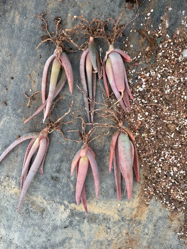 猫尾芦荟多肉植物随机发货单颗价格