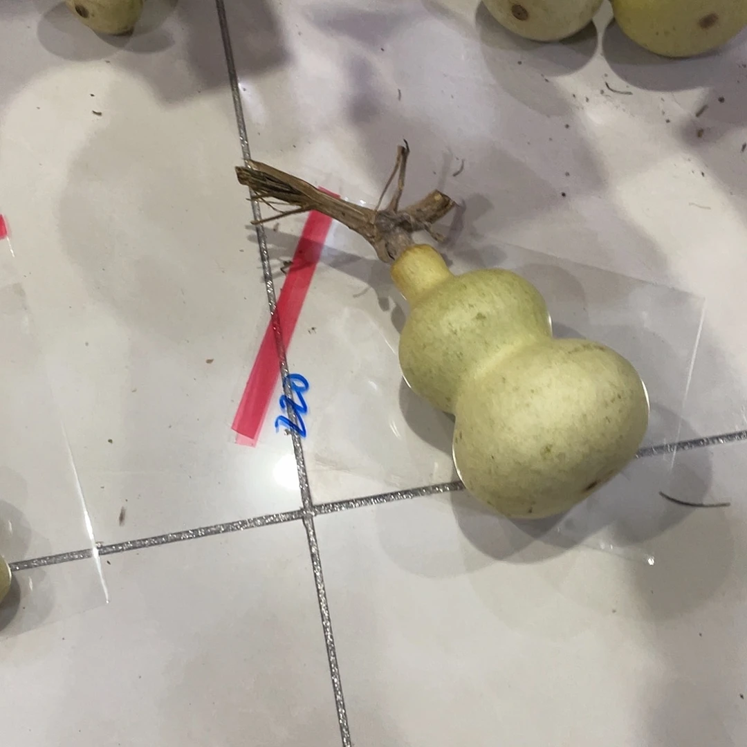 风***玲他咯旅途可口可乐了可口可乐了了