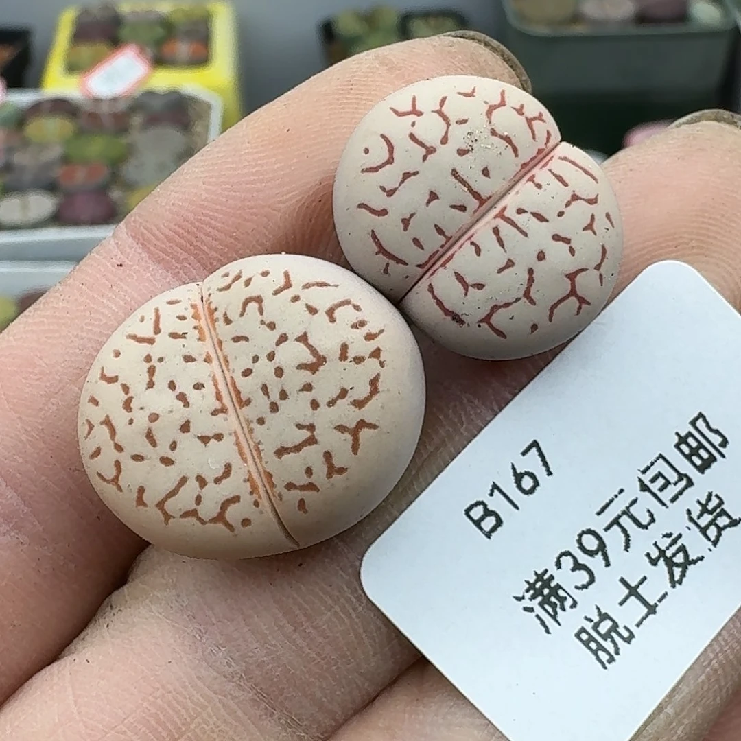 167多肉哈哈哈哈哈哈哈