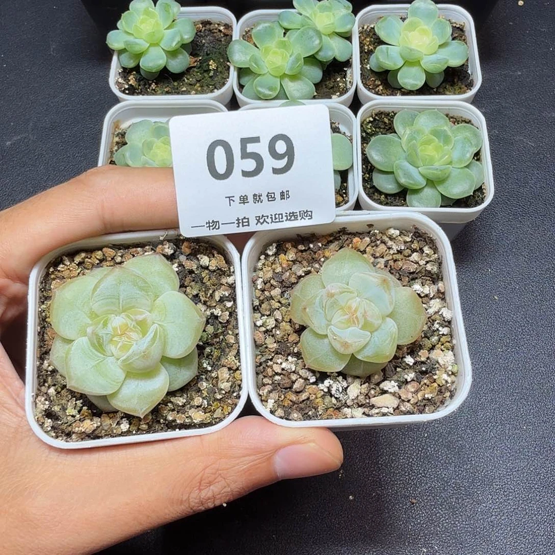 糖混两颗一物一拍059