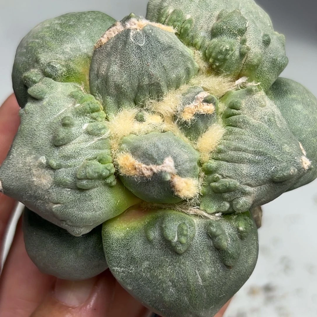 203 仙人球的比赛将