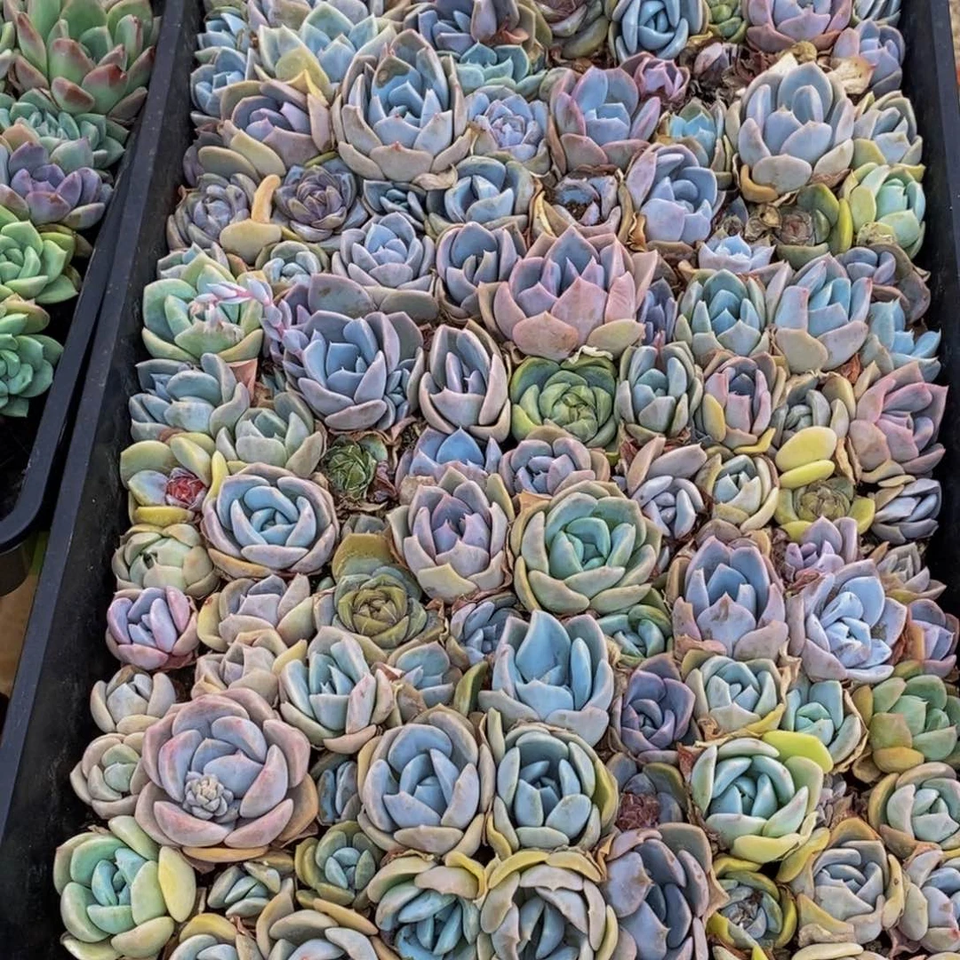 人**灵784多肉植物保护研究所所长