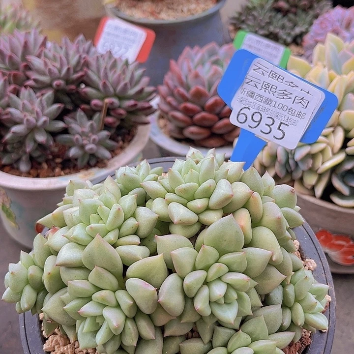 6935黄金象牙。