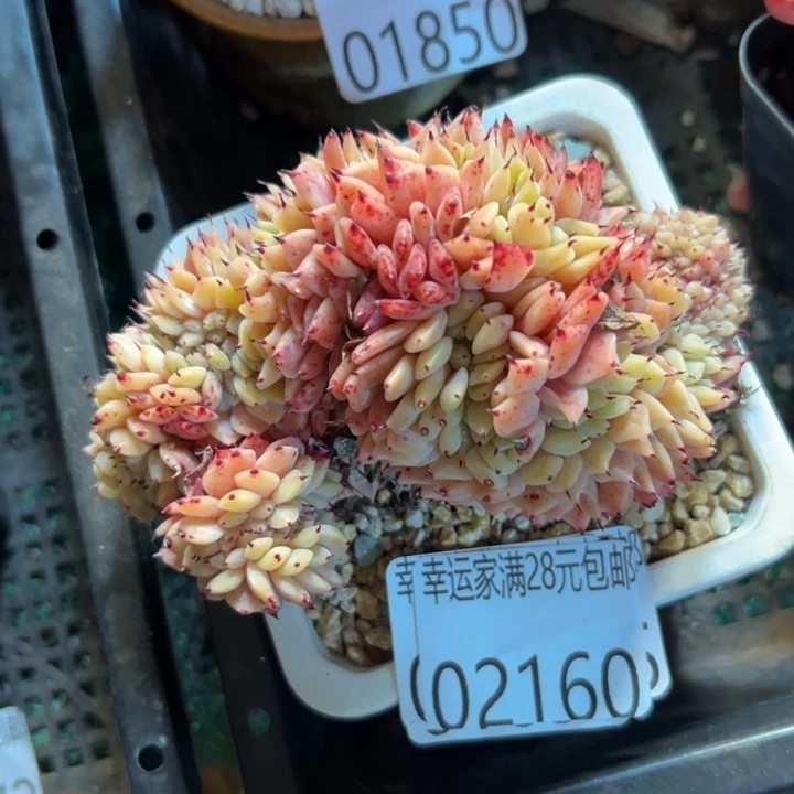 幸运儿是一位非常幸运