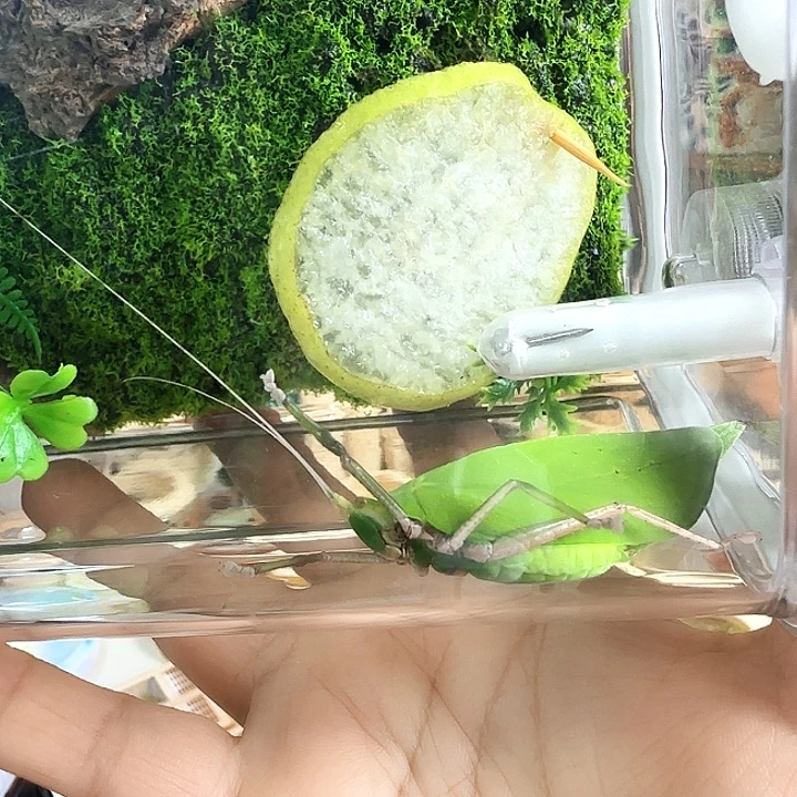 你***吃素背2只啊啊啊啊啊啊