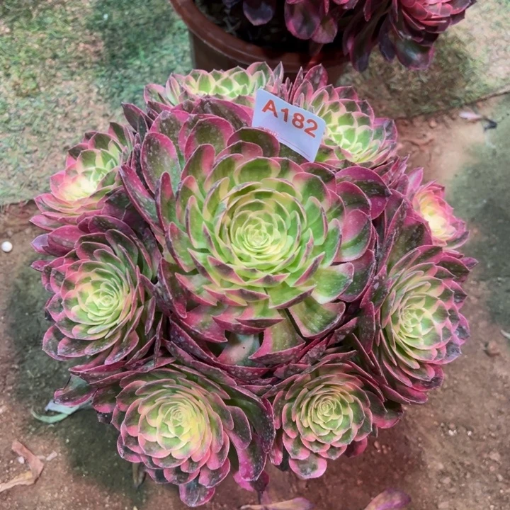 海王182多肉植物