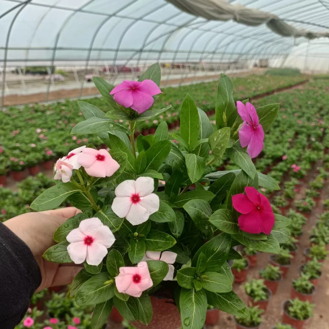 长春花盆栽四季观花五叶梅花苗带花苞适合阳台窗台庭院