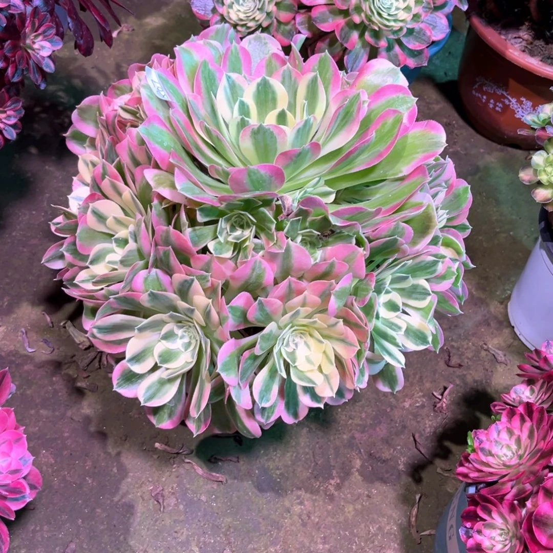 多肉植物白凤807