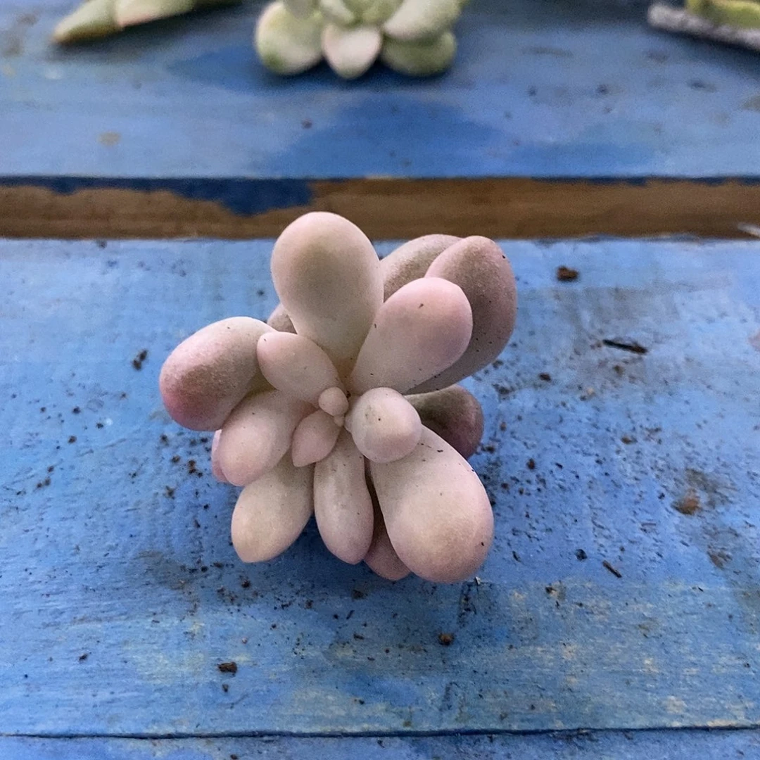 756汤圆锦炸多肉植物哇啦塞