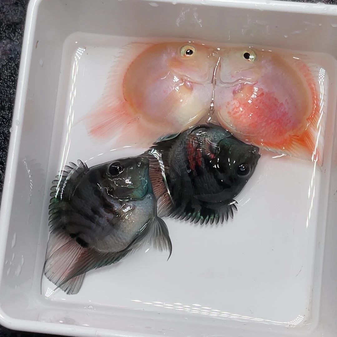 鹦鹉鱼瑕疵鱼一组