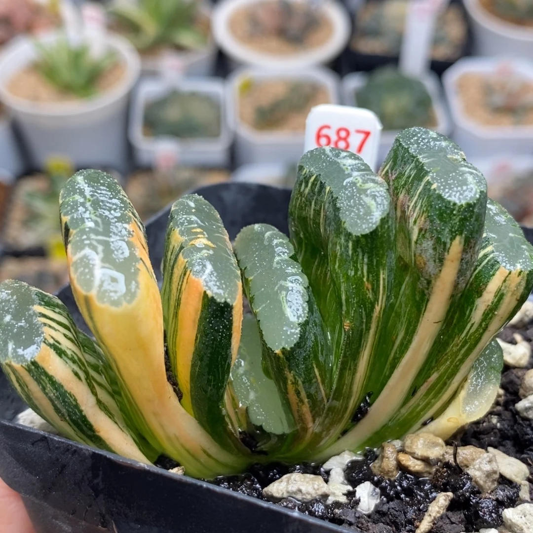 687赤斑玉扇锦一物一拍