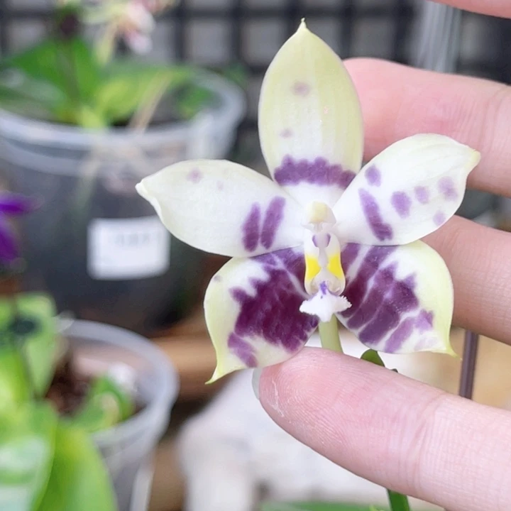 完全开放柳林3485-1443