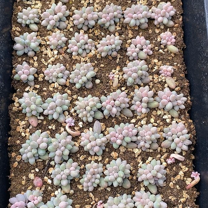 144多肉植物盆栽花卉