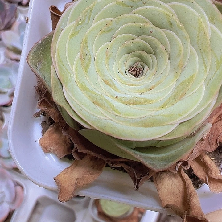 胖酒杯2盆19包邮多肉