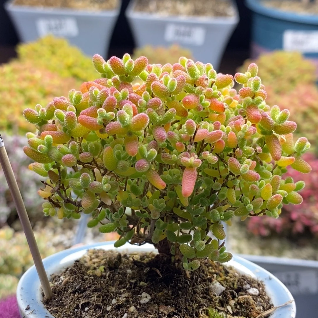 896蜜橘糖球 。