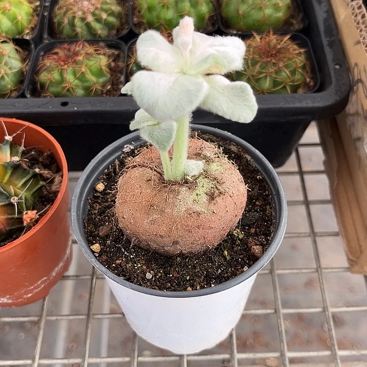 我也不知道我为什么要这样