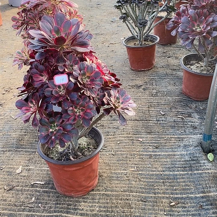 19，丽娜多肉法师多肉法师