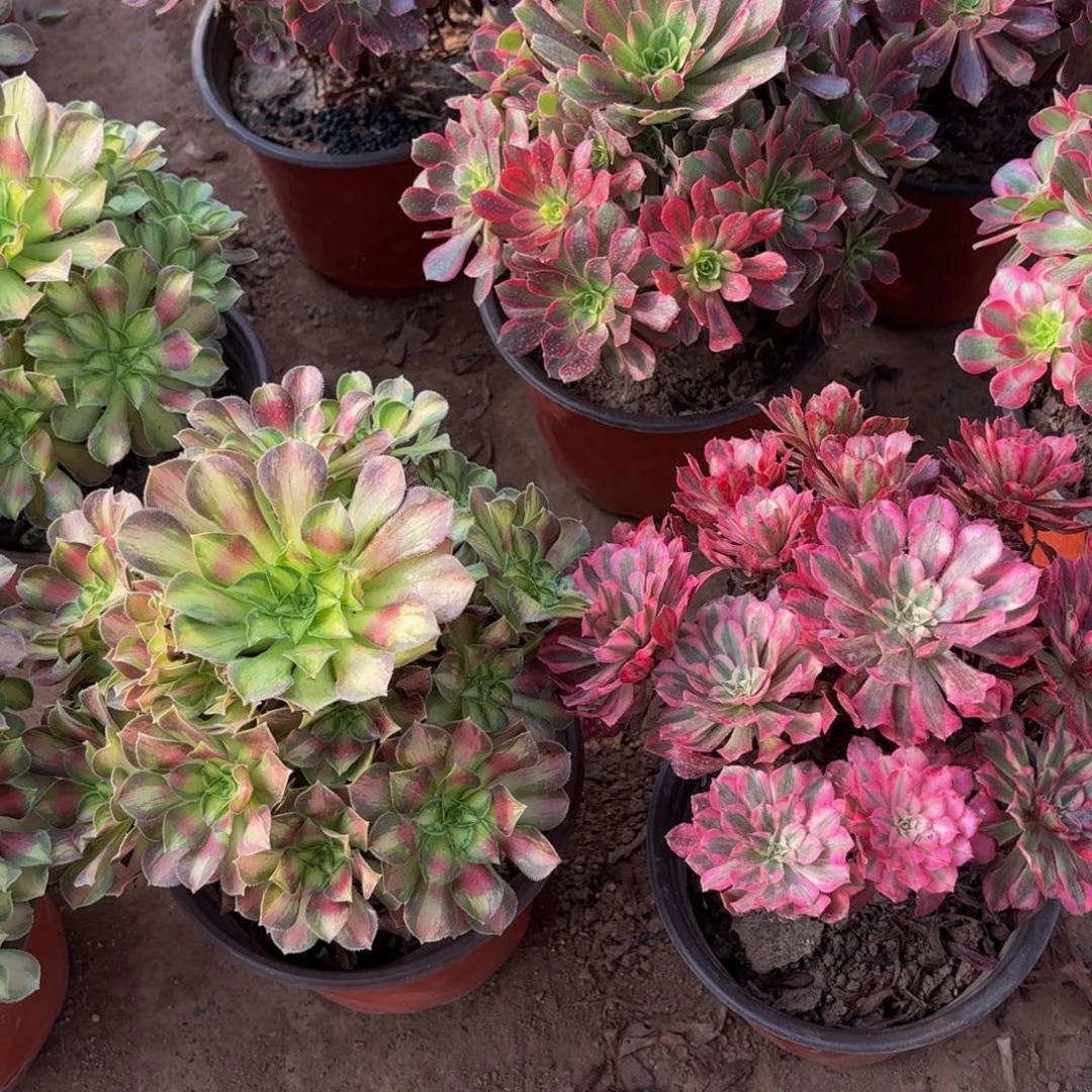 红铜白绣球+韶华组合22.8