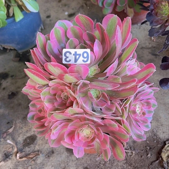 ?****多肉植物一个