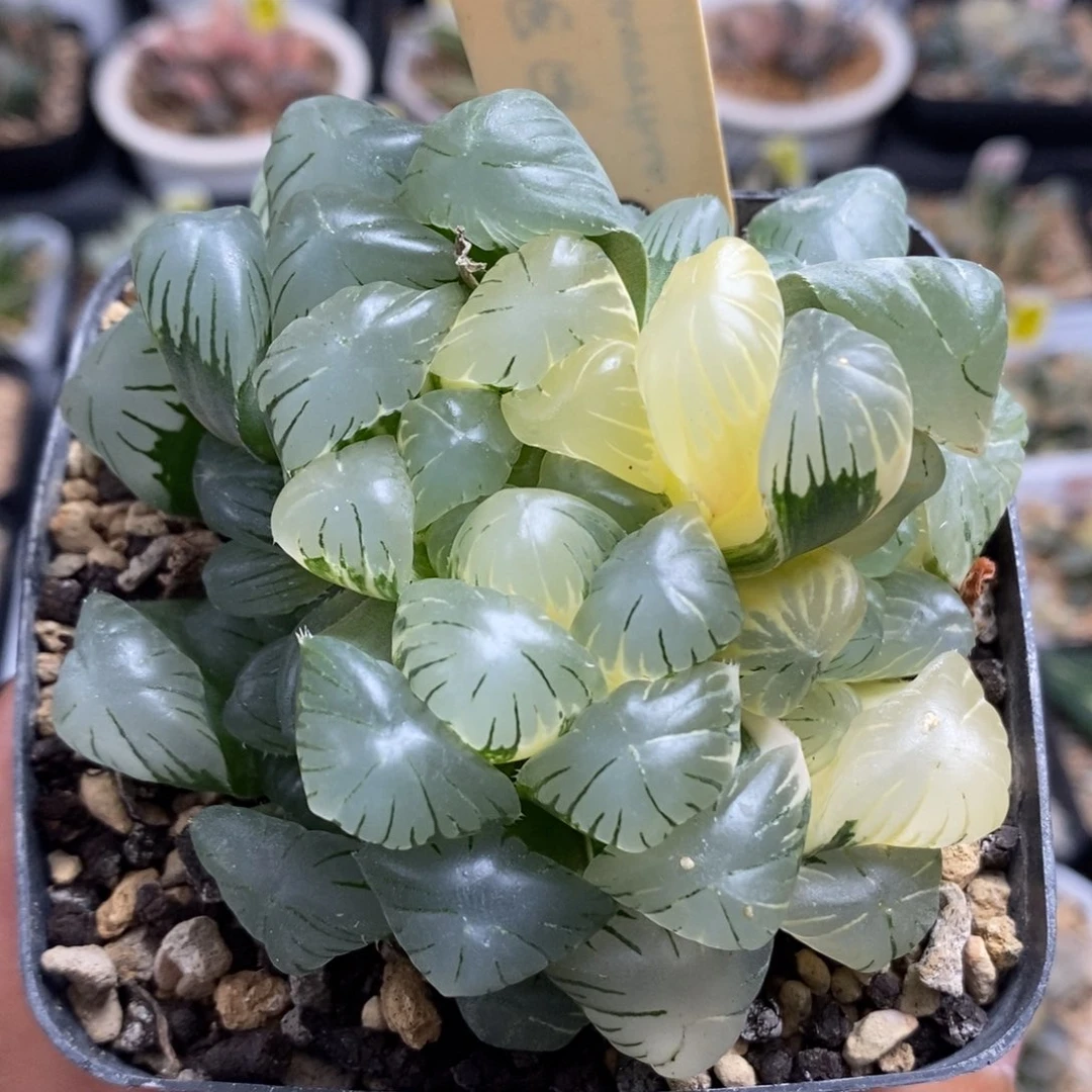 42实生玉露锦群生一物一拍