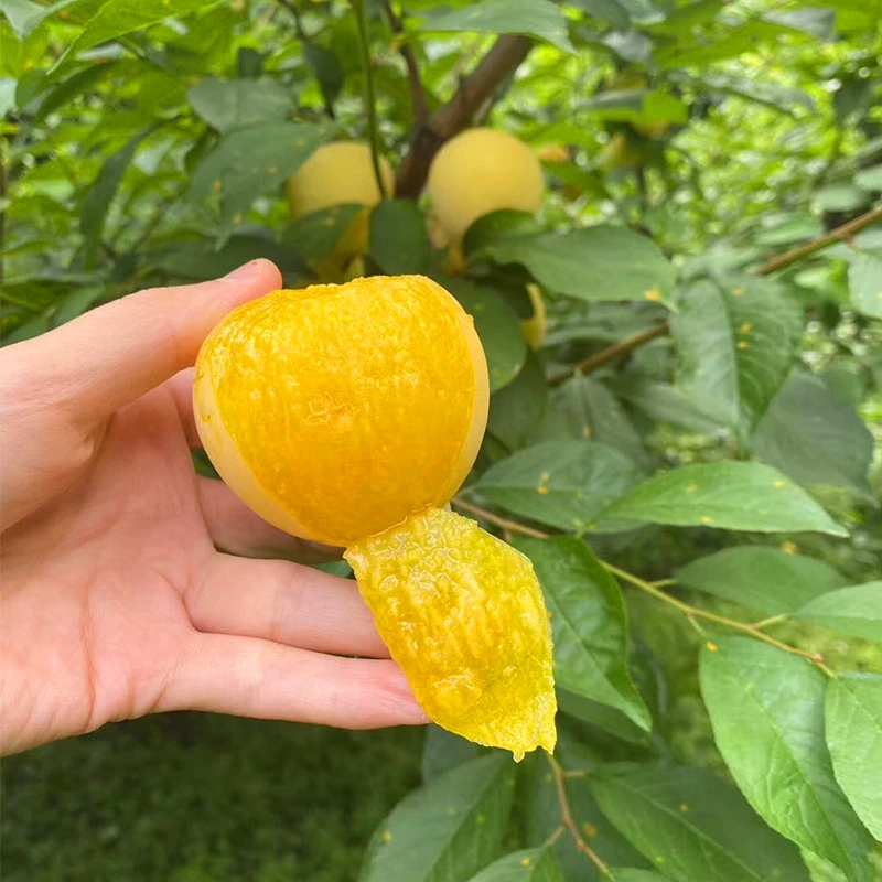 四川桃花李3斤装当季新鲜水果顺丰包邮甜蜜多汁