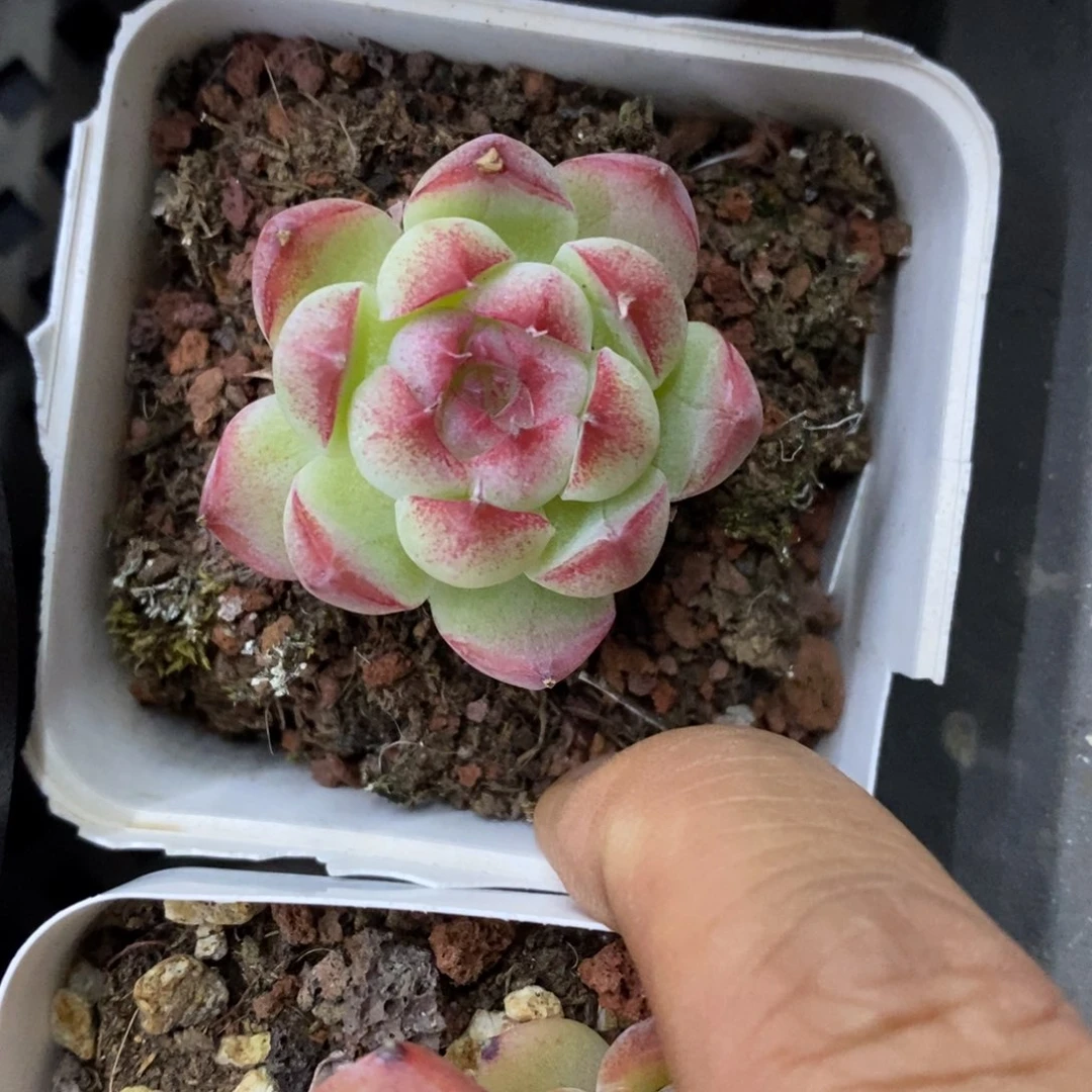 精品多肉一物一拍不包整183