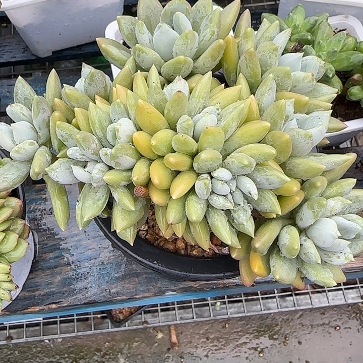 哦***豁青蛙王子儿童牙膏牙刷11