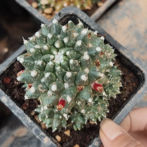 781雪糕仙人球的直播简直