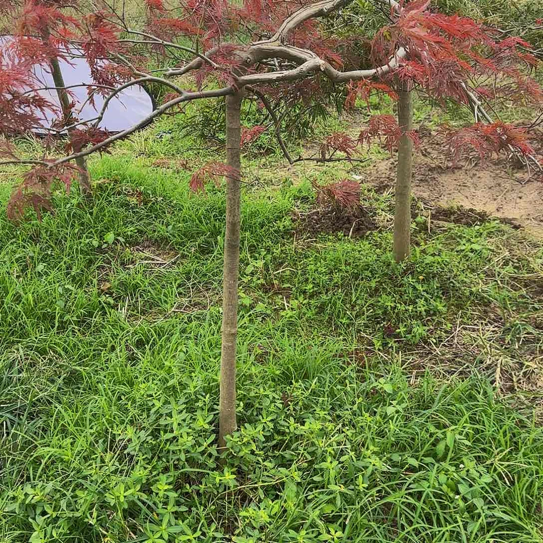 稻叶垂直羽毛枫自然界植物