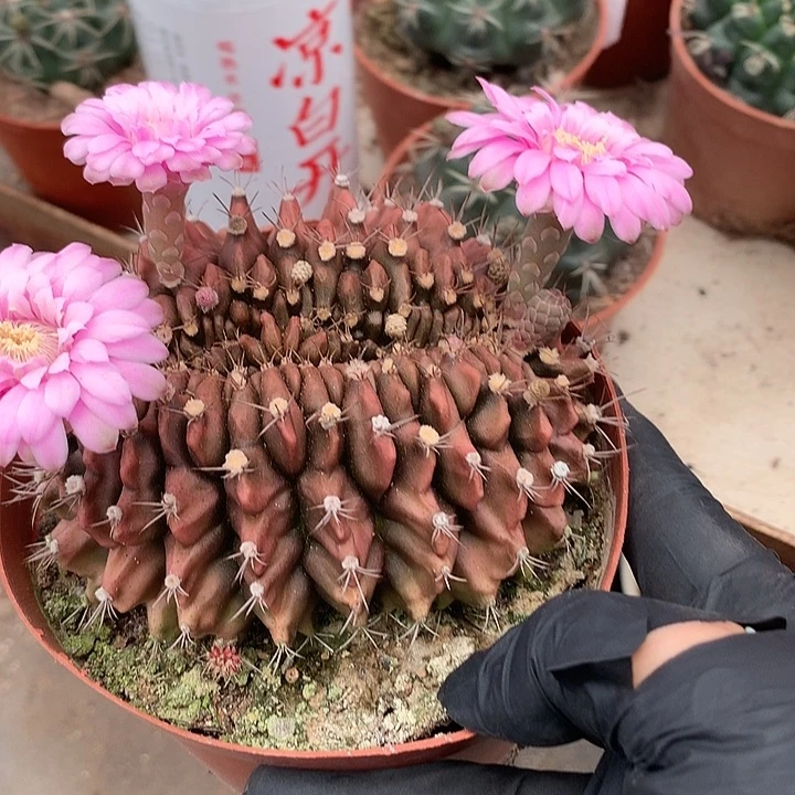 完全开放土*仙人球实生翠皇冠