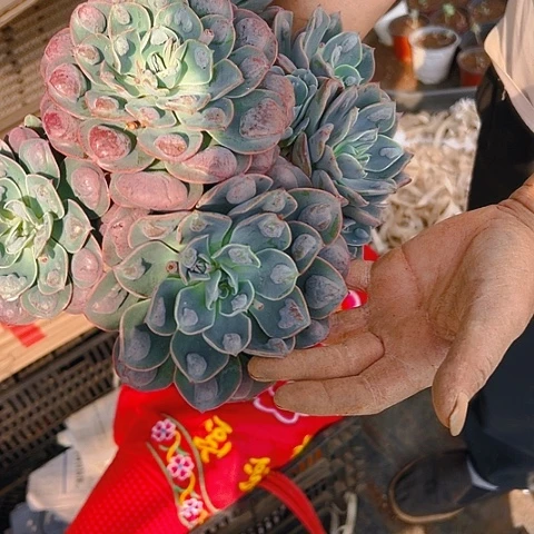 ?****地栽雨滴20公分➕